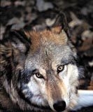 Bosco Montauro, il lupo è lì …