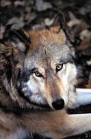 Bosco Montauro, il lupo è lì … Bosco Montauro, il lupo è lì …