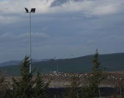 Discarica Serra Pastore, è satura e soprattutto non a norma Lo stormo di gabbiani sulla discarica di Serra Pastore