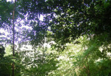 Escursione al Vallone Muccillo Un paesaggio del nostro bosco Montauro