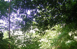 Escursione al Vallone Muccillo Un paesaggio del nostro bosco Montauro