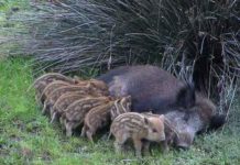 Incontro della Coldiretti sulla problematica dei danni causati dai cinghiali