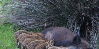 Incontro della Coldiretti sulla problematica dei danni causati dai cinghiali