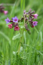 Polmonaria officinalis Polmonaria officinalis