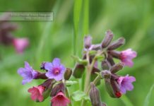Polmonaria officinalis