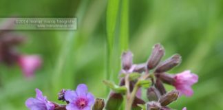 Polmonaria officinalis