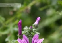 Malva sylvestris