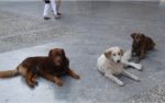 Donna morsa da un cane mentre fa jogging Donna morsa da un cane mentre fa jogging