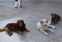 Donna morsa da un cane mentre fa jogging