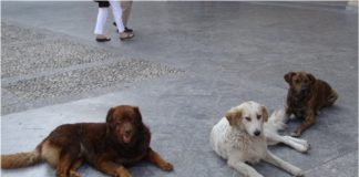 Donna morsa da un cane mentre fa jogging