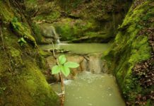 Consuntivo ok, via al restyling di villa e bosco Salvatore Picciuto