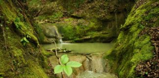 Consuntivo ok, via al restyling di villa e bosco Salvatore Picciuto