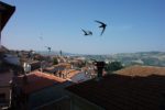 Poche le richieste per accedere al telesoccorso Poche le richieste per accedere al telesoccorso