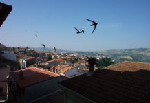 Poche le richieste per accedere al telesoccorso