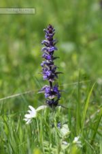 Salvia Salvia