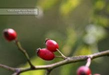 Rosa canina – Da rimedio fitoterapico a motivo scultoreo