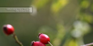 Rosa canina – Da rimedio fitoterapico a motivo scultoreo