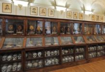 Il Comitato No Lombroso: «150 città contro il Museo di Antropologia criminale»