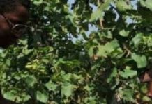 San Bartolomeo in Galdo: lavoro nero, extracomunitari sfruttati nella vendemmia