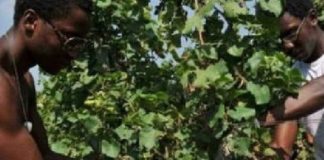 San Bartolomeo in Galdo: lavoro nero, extracomunitari sfruttati nella vendemmia