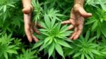 Piante di cannabis sequestrate e denunce Piante di cannabis sequestrate e denunce