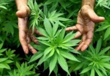 Piante di cannabis sequestrate e denunce