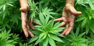 Piante di cannabis sequestrate e denunce