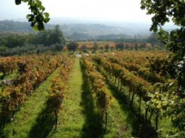 Psr Campania: territorio rurale e nuova programmazione un incontro a San Bartolomeo in Galdo