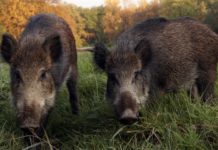 Coldiretti, accertati danni da cinghiali e lupi in molti comuni campani: c’è anche il Sannio