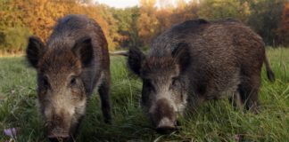 Coldiretti, accertati danni da cinghiali e lupi in molti comuni campani: c’è anche il Sannio
