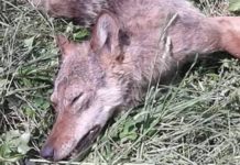 Fortore, lupo morto ritrovato a bordo strada a San Bartolomeo in Galdo