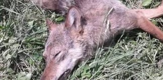 Fortore, lupo morto ritrovato a bordo strada a San Bartolomeo in Galdo