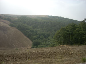 Uno scorcio del Bosco Montauro