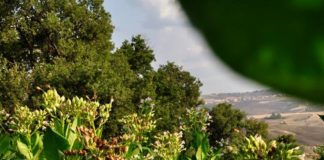 Il Passato e il presente di San Bartolomeo in Galdo: il dovere di lasciare un Documento