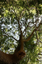 Alberi monumentali: nell’elenco della Campania c’e’ quello di San Bartolomeo in Galdo Alberi monumentali: nell’elenco della Campania c’e’ quello di San Bartolomeo in Galdo