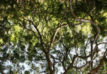 Alberi monumentali: nell’elenco della Campania c’e’ quello di San Bartolomeo in Galdo