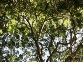 Alberi monumentali: nell’elenco della Campania c’e’ quello di San Bartolomeo in Galdo