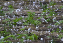 Grandine sul Fortore. Il 50% delle produzioni andato distrutto secondo stime CIA