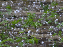 Grandine sul Fortore. Il 50% delle produzioni andato distrutto secondo stime CIA