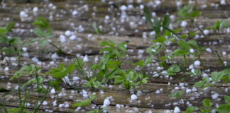 Grandine sul Fortore. Il 50% delle produzioni andato distrutto secondo stime CIA