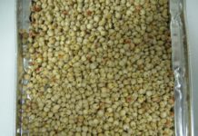 La Filiera del Sorgo bianco food-grade in Campania, dal campo alla tavola del celiaco e del non-celiaco