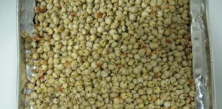 La Filiera del Sorgo bianco food-grade in Campania, dal campo alla tavola del celiaco e del non-celiaco