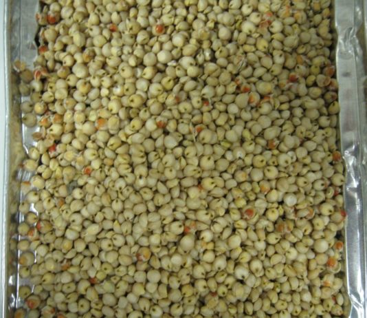 La Filiera del Sorgo bianco food-grade in Campania, dal campo alla tavola del celiaco e del non-celiaco