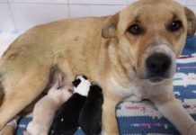 I mostri vivono tra noi