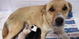 I mostri vivono tra noi