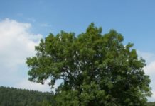 Mollica (M5S): tutelare gli alberi monumentali. Richiedere la tutela UNESCO per il Fraxinus Excelsior di San Bartolomeo in Galdo