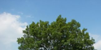 Mollica (M5S): tutelare gli alberi monumentali. Richiedere la tutela UNESCO per il Fraxinus Excelsior di San Bartolomeo in Galdo