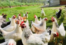 Azienda agricola Pacifico: Agricoltura ed allevamenti sostenibili