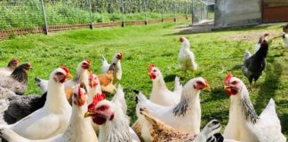 Azienda agricola Pacifico: Agricoltura ed allevamenti sostenibili