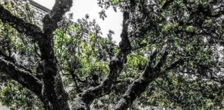 ZIBALDONE SULLA PERLA DEL FORTORE Omaggio a San Bartolomeo in Galdo Parte quarta